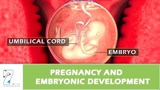 Pregnancy and Embryonic Development [upl. by Norac]