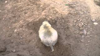 Prairie Dog Digging [upl. by Zielsdorf]