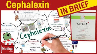 Cephalexin  Keflex  What is Cephalexin Used For Dosage Side Effects amp Precautions [upl. by Nrehtak]