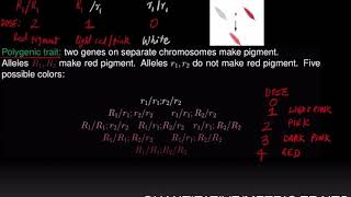 Polygenic Traits [upl. by Nonnahs]