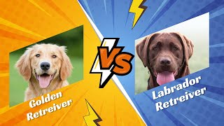 Labrador Retriever vs Golden Retriever  Ultimate Comparison Which Dog is Better  Family Pet [upl. by Aniz]