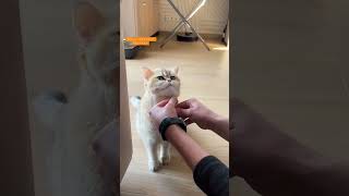 Funny cat catvideos shortsvideo kitten cute mycat britishshorthair cutecat [upl. by Yadseut417]