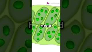 What is a Vacuole Explained biology facts cellbiology science highlights knowledge yt [upl. by Hartzell]