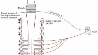 Difference Between Muscarinic and Nicotinic Receptors [upl. by Ula355]