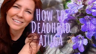 How to Deadhead Ajuga Easily Video Tutorial ✂️💀 Growing Home Gardening [upl. by Ecirtap450]