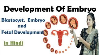 Pregnancy  Development of Embryo  In Hindi  NEET  Embryo development  NEET  MHTCET [upl. by Eeral]