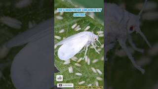 Top 5 Insecticide For Whitefly control Insecticide insecticide whitefly sh [upl. by Annahpos]