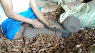 Processing the Pili Nut from shell [upl. by Kast]