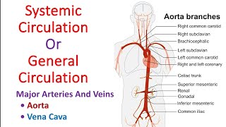 Systemic circulation in hindi  General circulation  Aorta  vena cava  Anatomy And Physiology [upl. by Nolla]