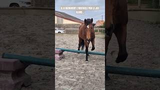 Mon gros bébé cheval 🤎 equitation cheval sellefrancais [upl. by Cornelius]