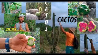 MOSTRANDO OS CACTOS DA CAATINGA [upl. by Llerud626]