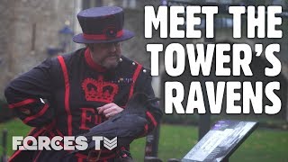 Meet The Tower Of Londons Ravenmaster  Forces TV [upl. by Kaela]