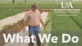 U of A System Division of Agriculture  What We Do [upl. by Mairym]