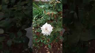 As roseiras amanheceram mais bonitas remix dj rap plante flowers [upl. by Ajaj]