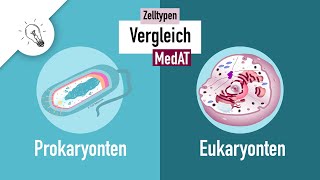 Zelltypen I  Prokaryonten vs Eukaryonten  MedAT  Biologie [upl. by Eiger]