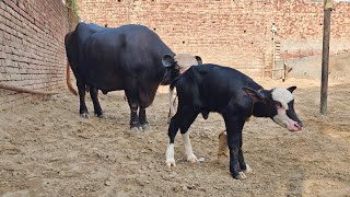 Two Buffaloes for Sale 2 ਮੱਝਾਂ ਵਿਕਾਊ [upl. by Adelbert]