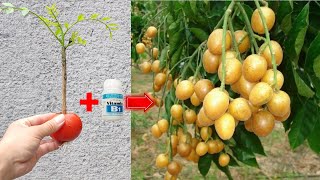 Summary of 2 methods of propagating kumquat trees to produce fruit quickly [upl. by Yebba]