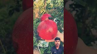 a to identify a ripe pomegranate fruit smartphone [upl. by Llenna]