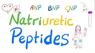 Natriuretic Peptides  ANP BNP amp CNP  Atrial Natriuretic Peptide Brain Natriuretic Peptide  Lab [upl. by Netnilc]