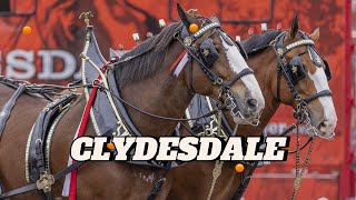 The Majestic Clydesdale Horse – Strength Grace and History [upl. by Ahsenauj]