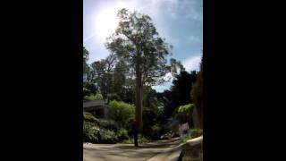 Eucalyptus Tree Time Lapse [upl. by Adnilemre]