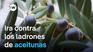 Bandas criminales se benefician de la crisis del aceite de oliva en España  DW Documental [upl. by Ayote383]