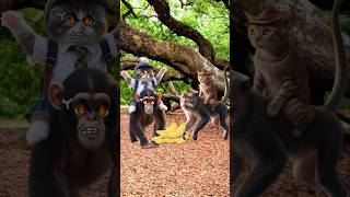 Cute cats and monkey dont steal my banana cutecat catlover catvideos trendingshorts [upl. by Eeniffar461]