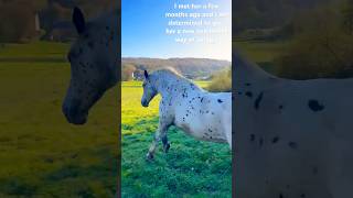 Abandoned horse gets a new life She is amazing🧡drafthorse cross equestrian training rescue [upl. by Mendelsohn]