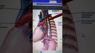 ӨңешesophageusАнатомиясыҚандануыНервтенуіЛимфа тамырлары мен түйіндері [upl. by Assiluy128]