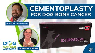 Cementoplasty for Dog Bone Cancer  Aqui Villamonte Chevalier DVM PhD amp Dr Shaina Stewart [upl. by Gilli667]