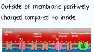 The Nervous System amp Neurones  ALevel A2 Biology Revision [upl. by Nettirb]