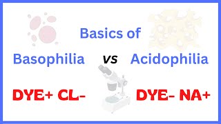 Acidophilia Vs Basophilia [upl. by Giorgia793]