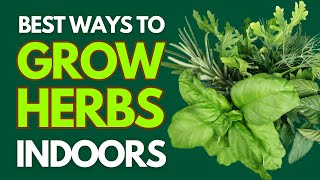 6 Proven Effective Ways to Grow Herbs Indoors [upl. by Hancock]