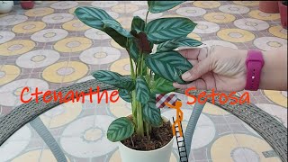 Ctenanthe Setosa Care Never Never Plant Prayer Plant care Calathea care [upl. by Golightly]