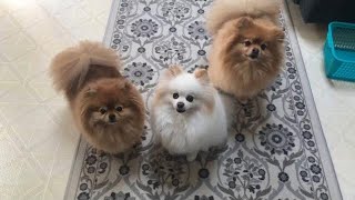 pomeranian dogs barking Sounds  Barking outdoor cute Pomeranian [upl. by Nahsez494]