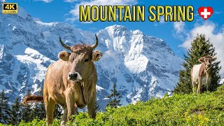 Most beautiful mountain moments in Switzerland  Mürren Schilthorn 4K [upl. by Hefter]