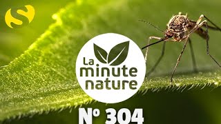 MON ANTIMOUSTIQUES PRÉFÉRÉ No 304 [upl. by Helene]