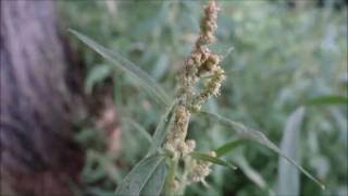 Uitstaande melde Atriplex patula  20160712 [upl. by Timon]