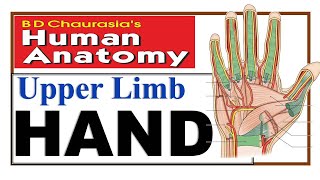 Chp9  HAND  Upper Limb  BD Chaurasia  Dr Asif Lectures [upl. by Don]