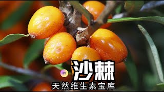 秋季必吃水果✨【沙棘】天然VC宝库【养研凯丽】 [upl. by Aldarcie]