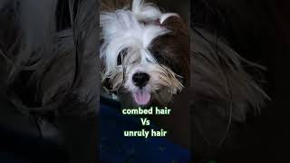 combed hair vs unruly hairfunnydog shihtzu doglover dogvideo shorts [upl. by Siuol]