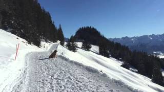 Winterwanderweg Oberallgäu [upl. by Ola]