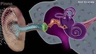 Human ear  structure amp working  Sound  Physics  Khan Academy [upl. by Glorianna912]