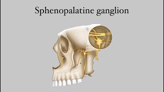 Sphenopalatine ganglion [upl. by Dviad]