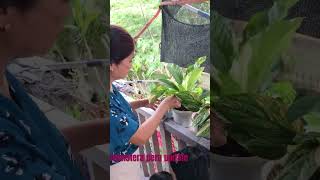 var monstera peru update gardenplants plants merrychristmas [upl. by Loveridge]