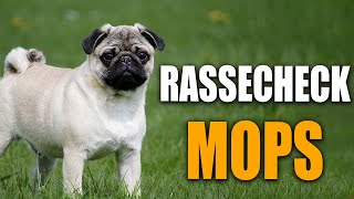 Mops Rassecheck  Rasseportrait Rassebeschreibung [upl. by Grote86]