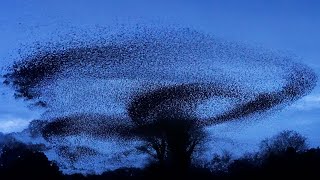 Winter Starling Murmuration  4K  Discover Wildlife  Robert E Fuller [upl. by Janicki469]