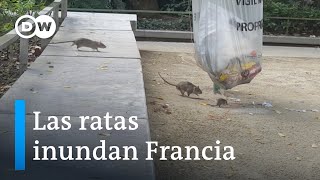 Plaga de ratas en Estrasburgo DW Enfoque Europa [upl. by Erdnaed]