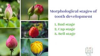 Development of Tooth  Part 2 Morphological stages  Bud stage [upl. by Tseng]