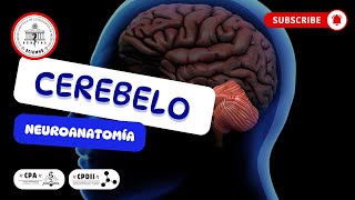 🤓Neuroanatomía del Cerebelo🤔 [upl. by Nanahs]